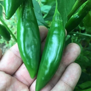 Murat Tohumculuk Murat Tohum Süper Paket Balık Biber Tohumu Acı Balık Biber Tohumu 220 Adet Tohum