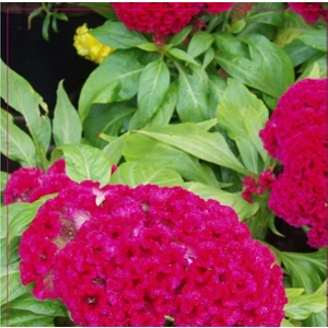 Horozibiği (Celosia) Çiçek Tohumu 100 Adet