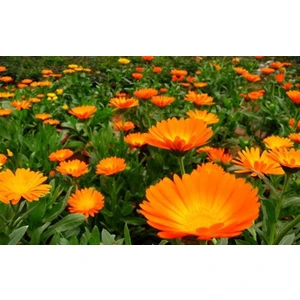 Portakal Nergisi - Aynı Sefa (Calendula Officinalis) Çiçek Tohumu 30 Adet