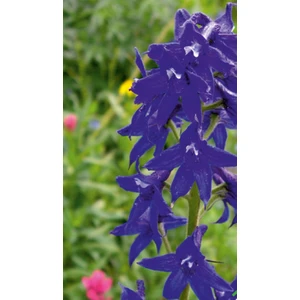 Hazeran (Delphinium L.) Çiçek Tohumu 30 Adet