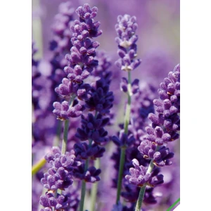 Lavanta (Lavandula) Çiçek Tohumu 100 Adet