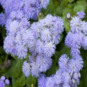 Vapur Dumanı (Ageratum Houstanianum) Çiçek Tohumu 100 Adet