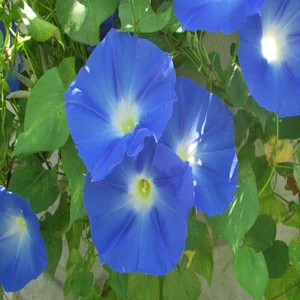 Sarmaşık Mavi Iri (Ipomoea) Çiçek Tohumu 30 Adet