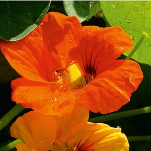 Laden (Tropaeolum Majus) Çiçek Tohumu 6 Adet