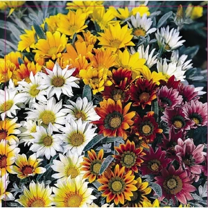 Meramlı Kız (Gazania Splendens) Çiçek Tohumu 20 Adet