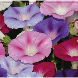Sarmaşık (Convolvulus) Çiçek Tohumu 50 Adet