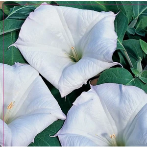 Gece Güzeli (Datura L.) Çiçek Tohumu 15 Adet