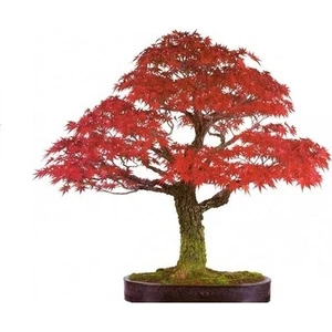 Serdar Çam Tohumculuk Bodur Red Maple Bonzai Ağacı Tohumu 5 Tohum Bonsai Tohumu