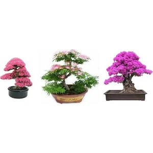 Serdar Çam Tohumculuk Ithal 3 Farklı Bonzai Ağacı Tohumu Ekim Seti Erguvan Gülibrişim Mersin Bonsai Ağacı Tohumu Saksı Toprak Kombin