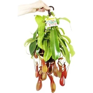 Serdar Çam Tohumculuk Nepentes Etobur Tohumu Sinek Kapan Tohumu Ekim Seti 5 Tohum Saksı Toprak Kombin