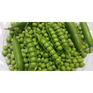 Ege Tarım Bezelye Tohumu