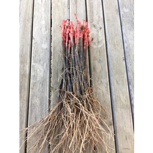 Fidancılık Açık Köklü Syrah (Şiraz) Üzüm Fidanı Üzüm Fidanı
