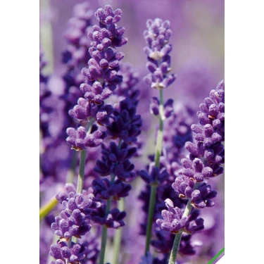 Arzuman Lavanta (Lavandula) Çiçek Tohumu 100