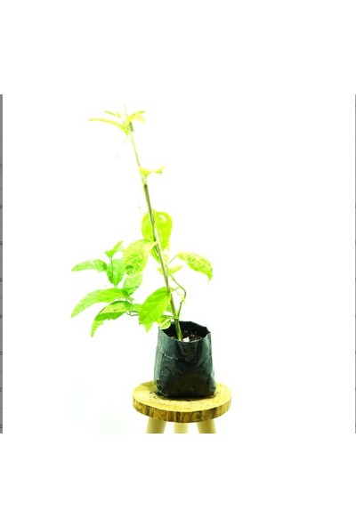 Kösem Botanik Pasiflora