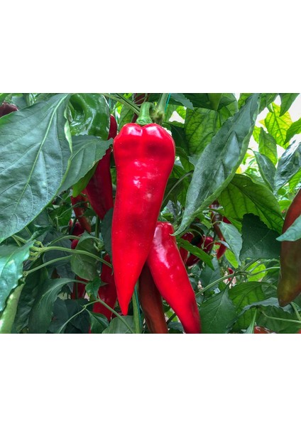 Murat Tohum Eko Paket Kırmızı Közlemelik Kapya Biber Tohum 150 Tohum fırsatları