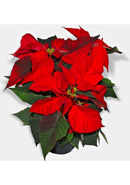 15 Adet Tohum Nadir Bulunan Ateş Çiçeği Tohumu Saksı Toprak