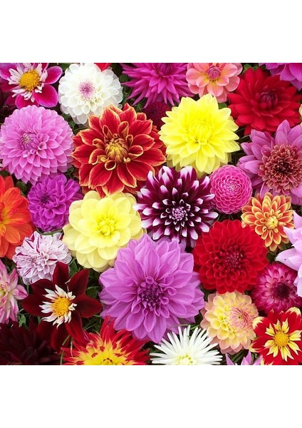 15 Adet Tohum Nadir Zinna Çiçeği Tohumu Zinna Çiçek Tohumu Saksı Toprak