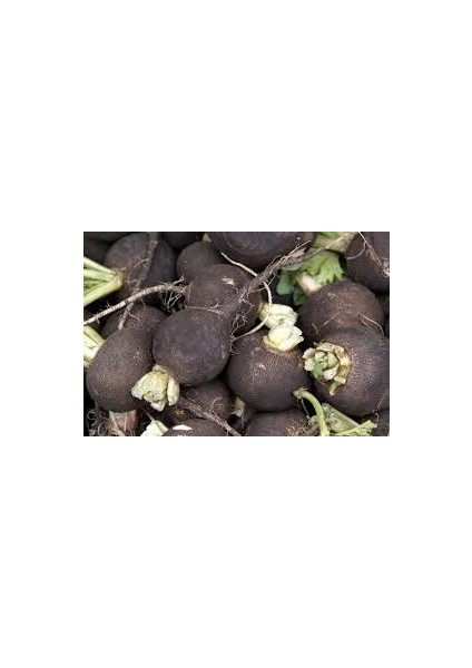 30 Adet Tohum Siyah Turp Tohumu Kara Turp Siyah Turp Tohumu fiyatları