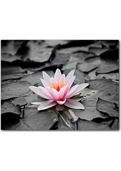 Ahşap Tablo Siyah Beyaz Lotus Yaprakları ve Pembe Nilüfer Çiçeği