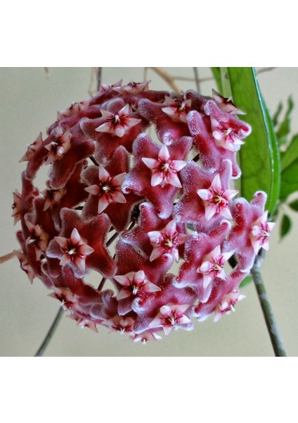 TÜRKİYEFİDAN Mum Çiçeği / Kırmızı 10-15 cm