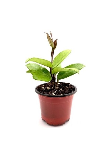 TÜRKİYEFİDAN Mum Çiçeği / Kırmızı 10-15 cm fiyatları