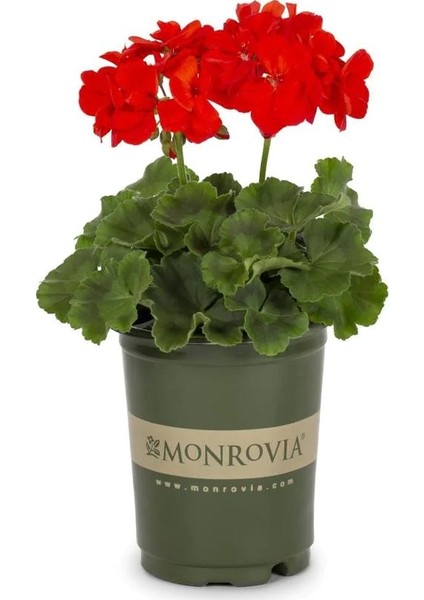 Pelargonium Sardunya Çiçeği 2'li