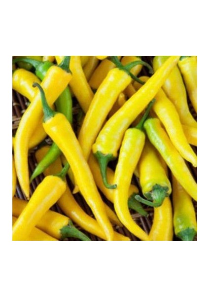 Sarı Stone Turşuluk Biber Tohumu Ekim Seti 15 Tohum Saksı Toprak Kombin