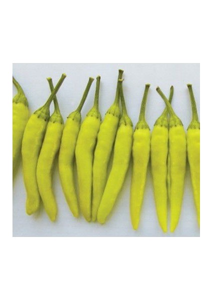 Sarı Stone Turşuluk Biber Tohumu Ekim Seti 15 Tohum Saksı Toprak Kombin modelleri