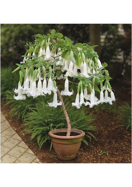 Beyaz Angel Trumpet Tohumu Meleklerin Borozanı Çiçeği Tohumu