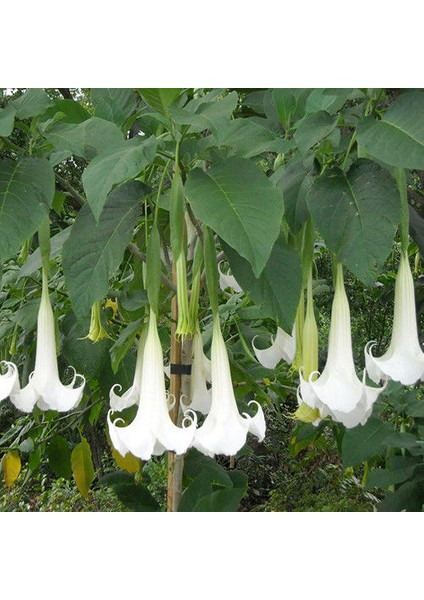 Beyaz Angel Trumpet Tohumu Meleklerin Borozanı Çiçeği Tohumu