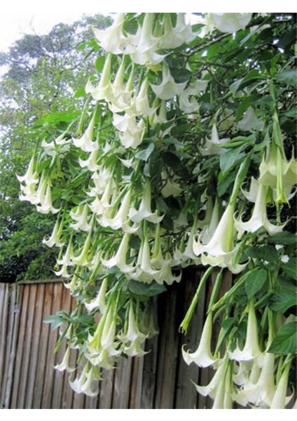 Beyaz Angel Trumpet Tohumu Meleklerin Borozanı Çiçeği Tohumu