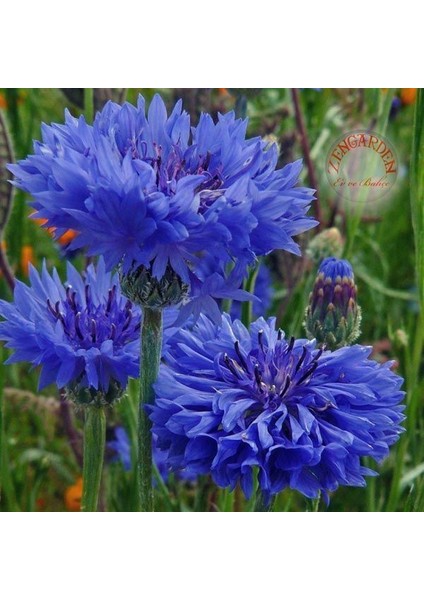 5 TOHUM NADİR BULUNAN KANTARON OTU ÇİÇEĞİ