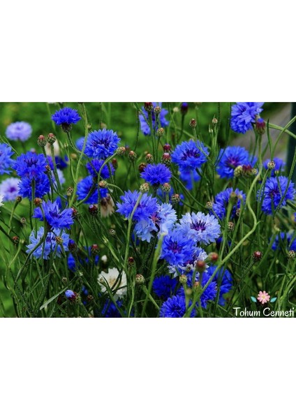 5 TOHUM NADİR BULUNAN KANTARON OTU ÇİÇEĞİ fiyatları