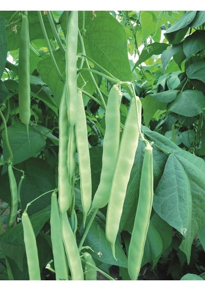 Magnum Kılçıksız Yediveren Fasülye Tohumu 15 Fasulye Tohumu fiyatları