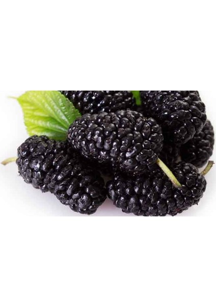Karadut Tohumu Dev Kara Dut Tohumu Siyah Dut Tohumu 10 Tohum modelleri