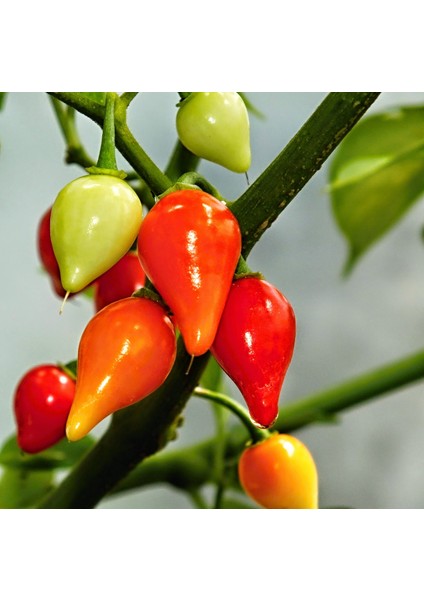 Murat Tohum Eko Paket Biberiye Biber Tohumu Fındık Biber Tohumu 150 Tohum fiyatları