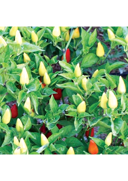 Murat Tohum Eko Paket Biberiye Biber Tohumu Fındık Biber Tohumu 150 Tohum modelleri