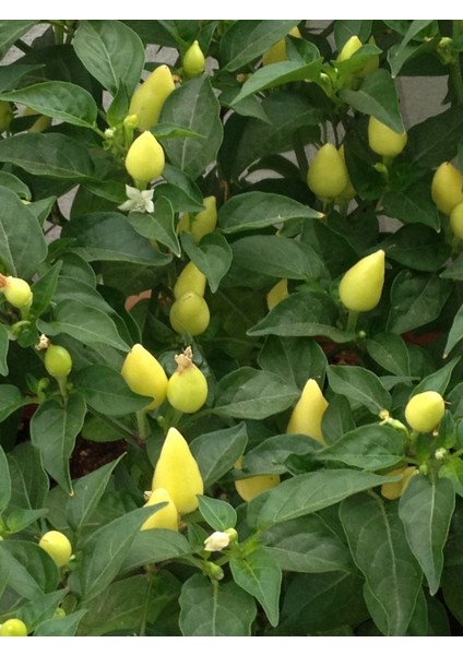 Murat Tohum Eko Paket Biberiye Biber Tohumu Fındık Biber Tohumu 150 Tohum fırsatları