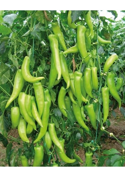 Murat Tohum Eko Paket Tatlı Çarliston Biber Tohumu 150 Tohum fırsatları