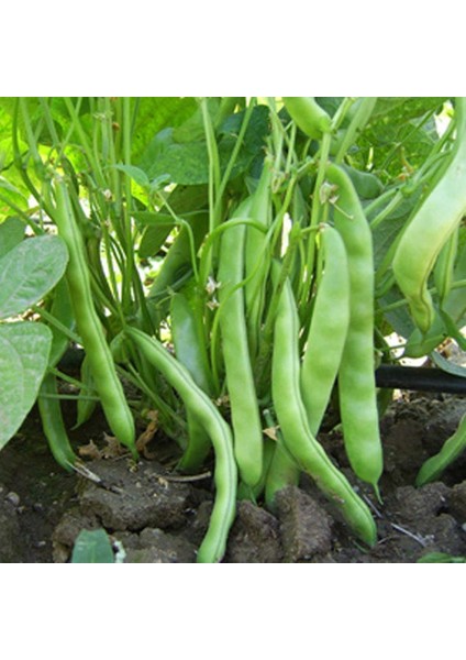 Murat Tohum Eko Paket Bodur Erkenci Sarıkız Fasulye Tohumu 100 Tohum fiyatları