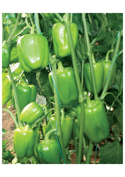 Murat Tohum Eko Paket Tatlı Kandil Dolmalık Biber Tohumu 65 Tohum modelleri