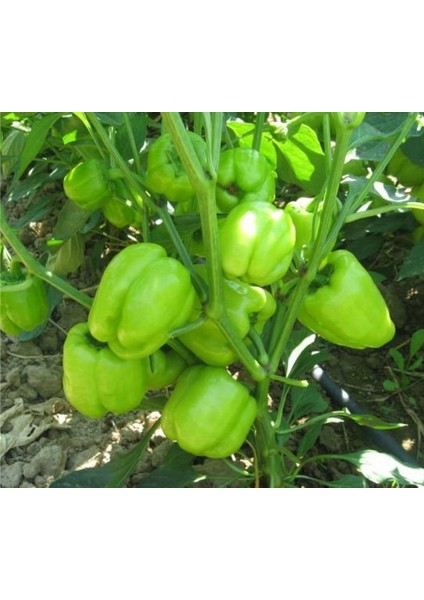 Murat Tohum Eko Paket Tatlı Kandil Dolmalık Biber Tohumu 65 Tohum fırsatları