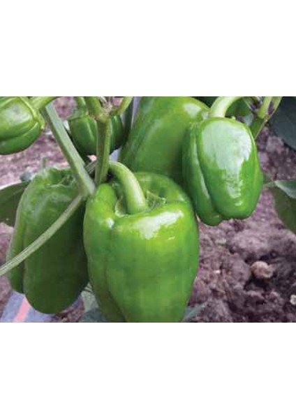 Murat Tohum Eko Paket Tatlı Kandil Dolmalık Biber Tohumu 65 Tohum indirimleri