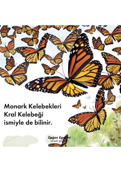 Noa Monark Kelebekleri Ve Her Şey - Sepin Sinanlıoğlu