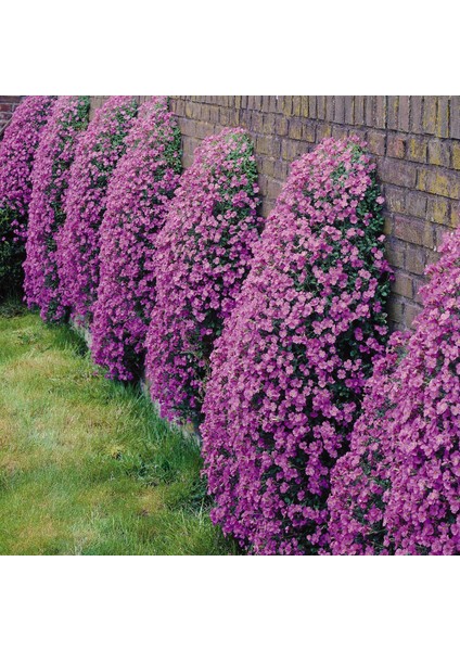 Ata Tohumculuk 20  Tohum Kraliyet Halısı Tohumu Alyssum Flower Tohumu Alyssum Tohumu