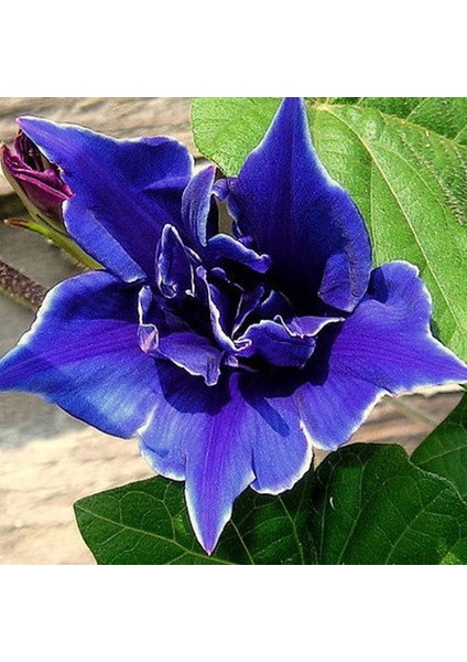 10 Tohum Ipomea Purpurea Çiçeği Tohumu Saksı Toprak