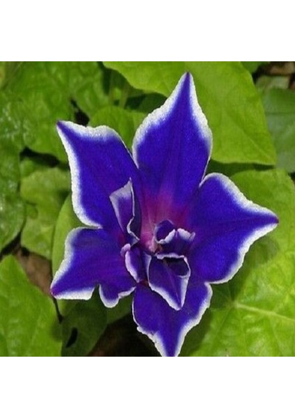 10 Tohum Ipomea Purpurea Çiçeği Tohumu Saksı Toprak