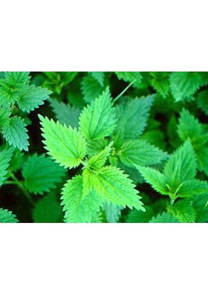 50 Tohum Süper Paket Isırgan Otu Tohumu Yeni Sezon