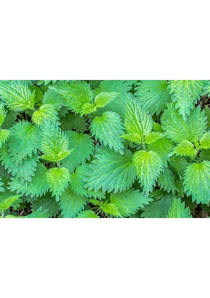 50 Tohum Süper Paket Isırgan Otu Tohumu Yeni Sezon fiyatları