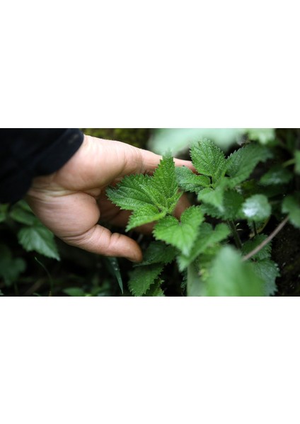 50 Tohum Süper Paket Isırgan Otu Tohumu Yeni Sezon modelleri